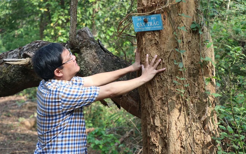 Gỗ trắc là gì?